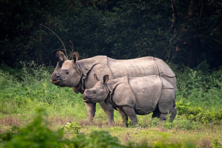 Nepal’s Rhino translocation success in numbers masks habitat struggles