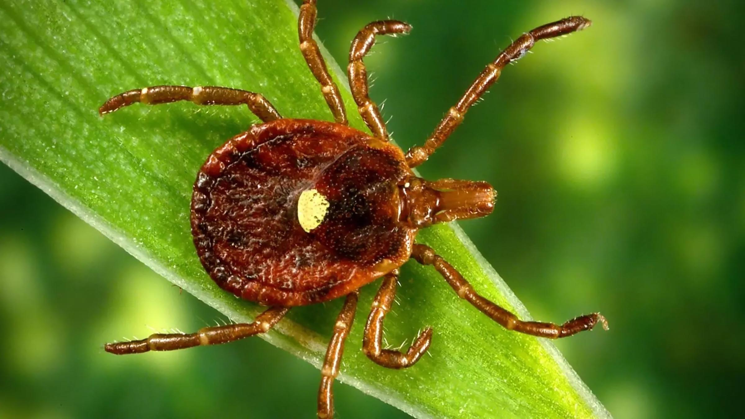 New Hampshire scientists tackle tick surge with $8M grant