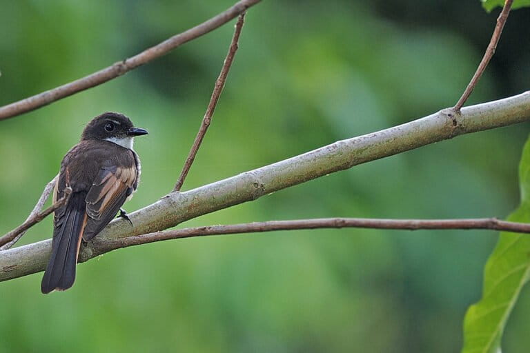 New bird species identified on remote Indonesian island