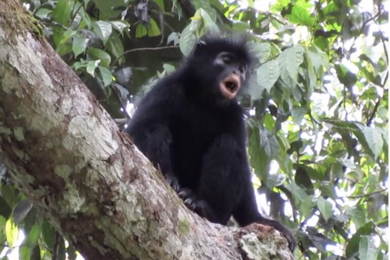 New colobus monkey, ‘Likweli’, confirmed in DRC