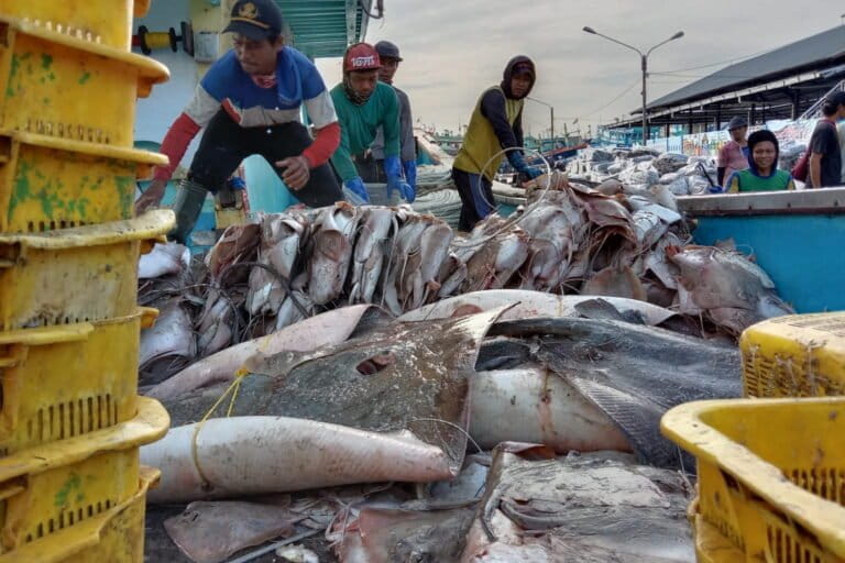 New treaty promises safer conditions for Indonesia’s fishing crews