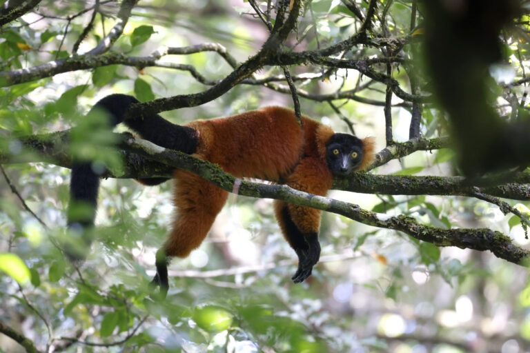 Official tied to commercial breeding to represent US at global wildlife trade meeting