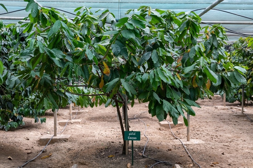 Oman's Qairoon Hairiti Farm succeeds in cultivating cocoa after decade of research