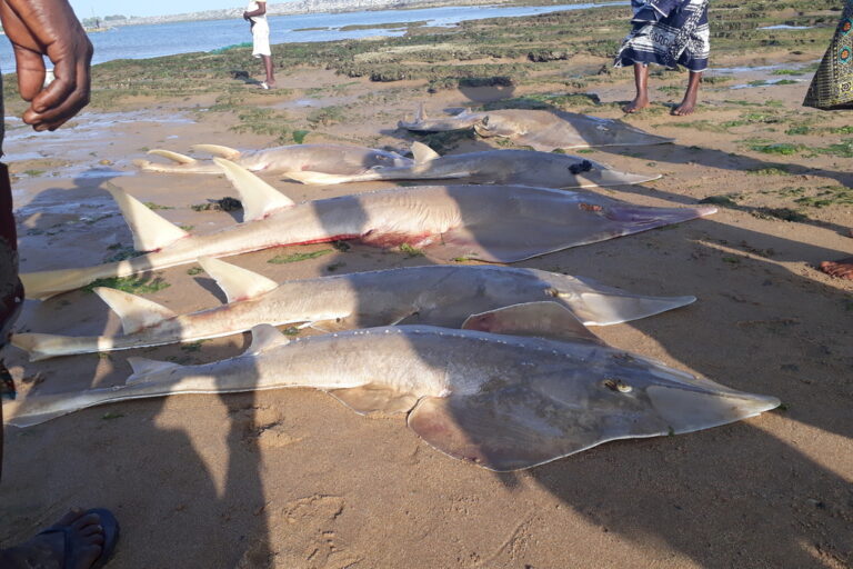 One scientist’s mission to save Ghana’s disappearing guitarfish