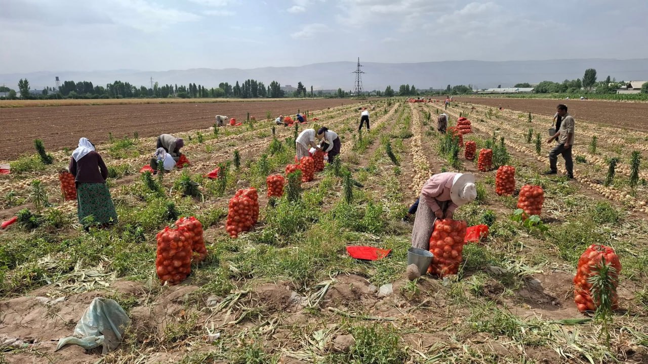 Onions or cotton? Tajikistan proposes planning crops around water supplies and market demand