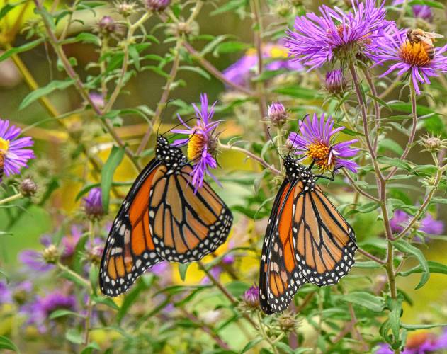 Opinion: Protect democracy like a garden