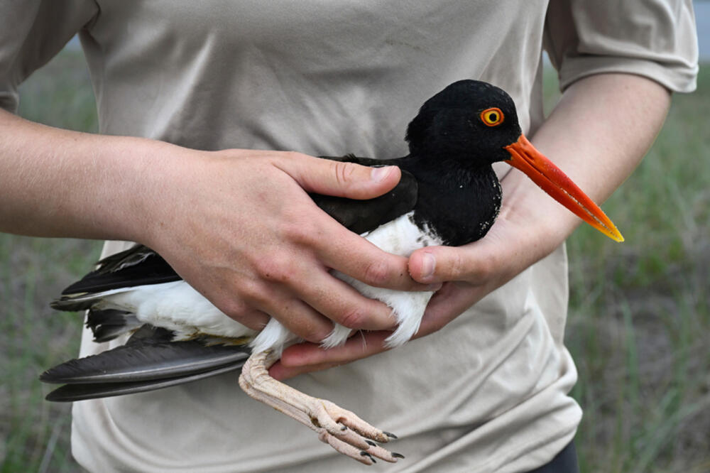 United States Fish and Wildlife Service Shorebird Monitor Allison Ruhl carries an adult oystercatcher at Trustom Pond National Wildlife Refuge in South Kingstown, R.I., June 19, 2026. (Jessica Hill/AP)