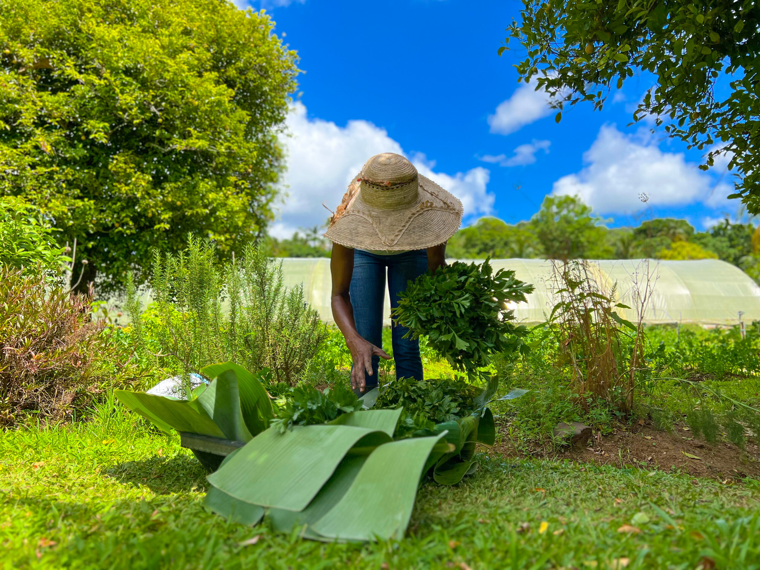PARADISE INTERRUPTED | The story behind the statistic: Before we blame the farmer