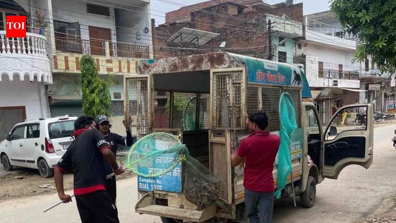 PMC team captures suspected rabid dog in Preetam Nagar | Prayagraj News