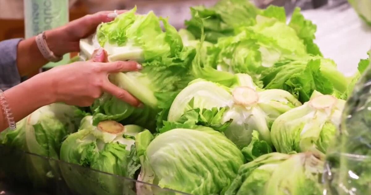 Parasite outbreak linked to lettuce from Mexico served at Taco Bell