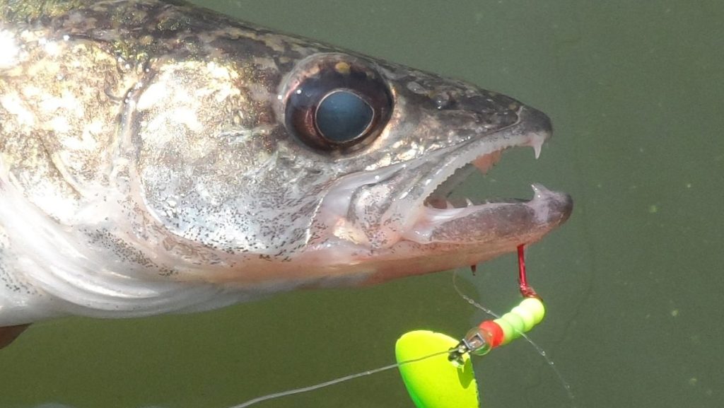 Partnerships, Expansions Boost ND Walleye Stocking