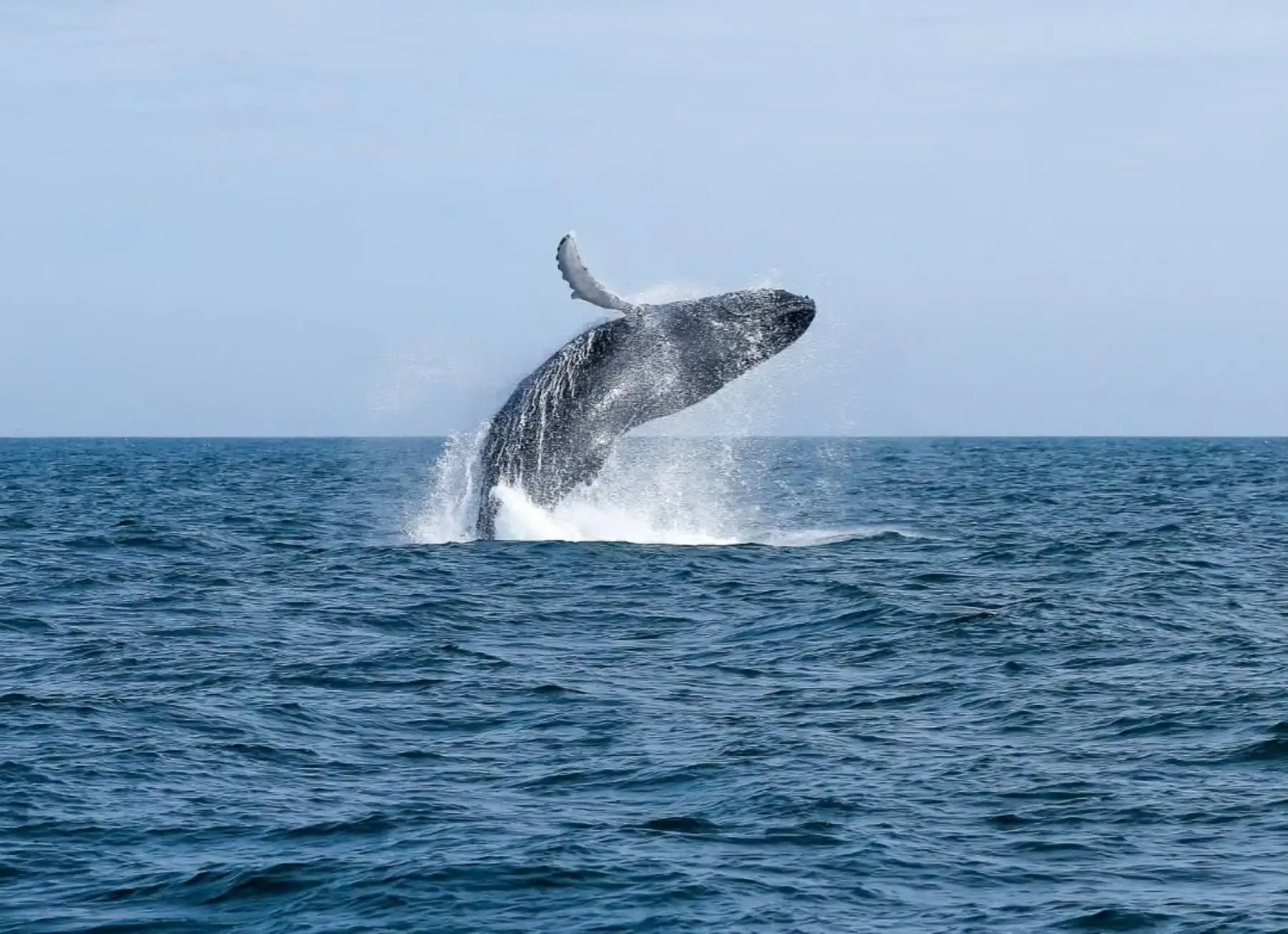 Peru is a benchmark for nature tourism thanks to whale-watching season