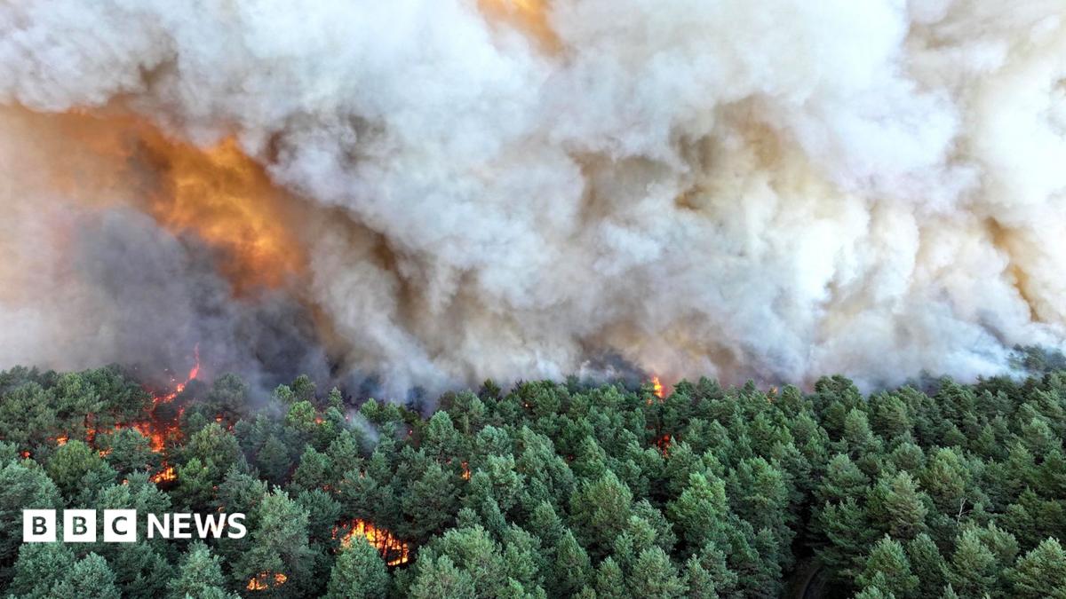 Smoke rises and orange flames can be seen in a wide view of green forest trees burning in Fontainebleau on Sunday.