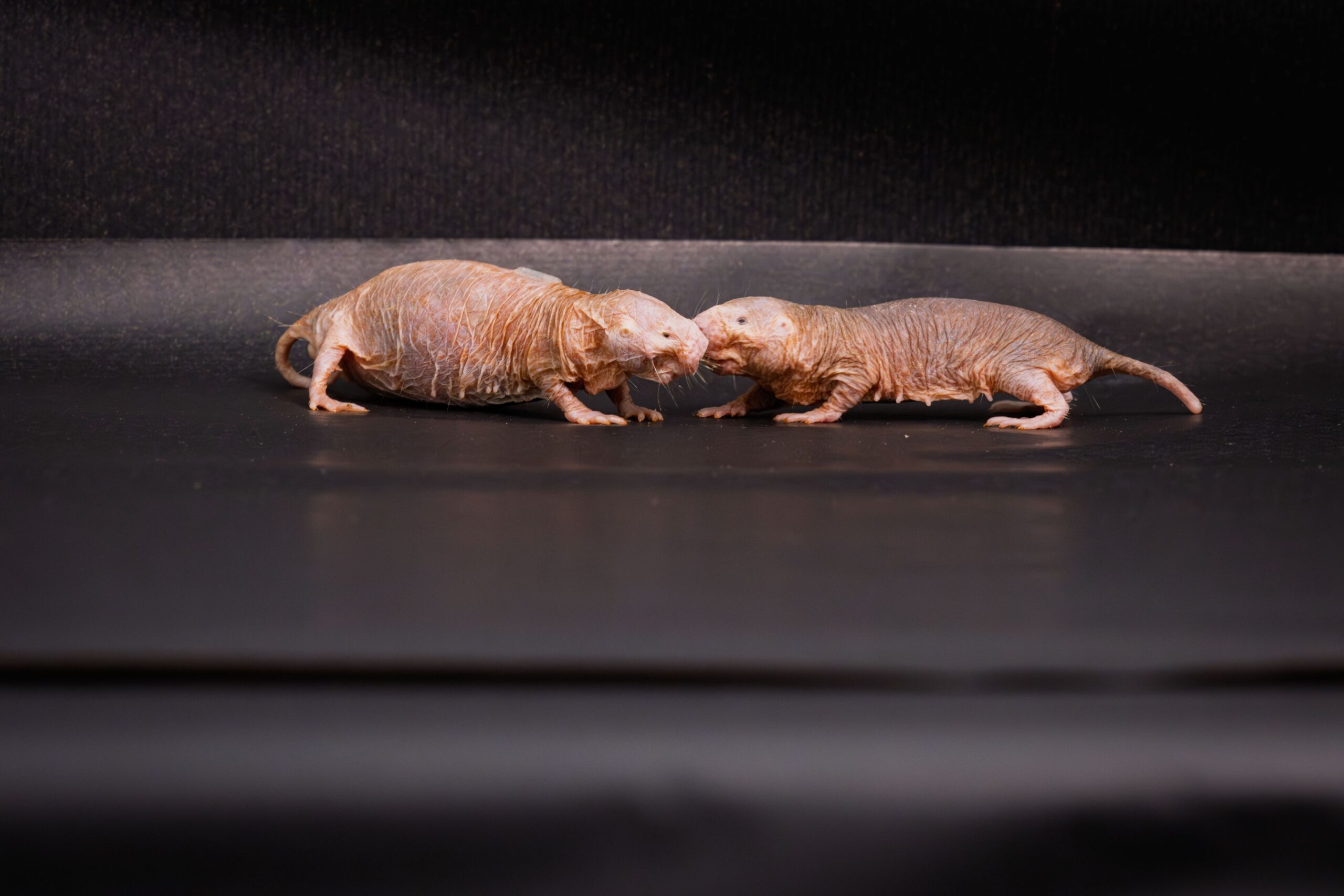 Queen’s scent keeps naked mole-rat colonies peaceful, infertile, study finds