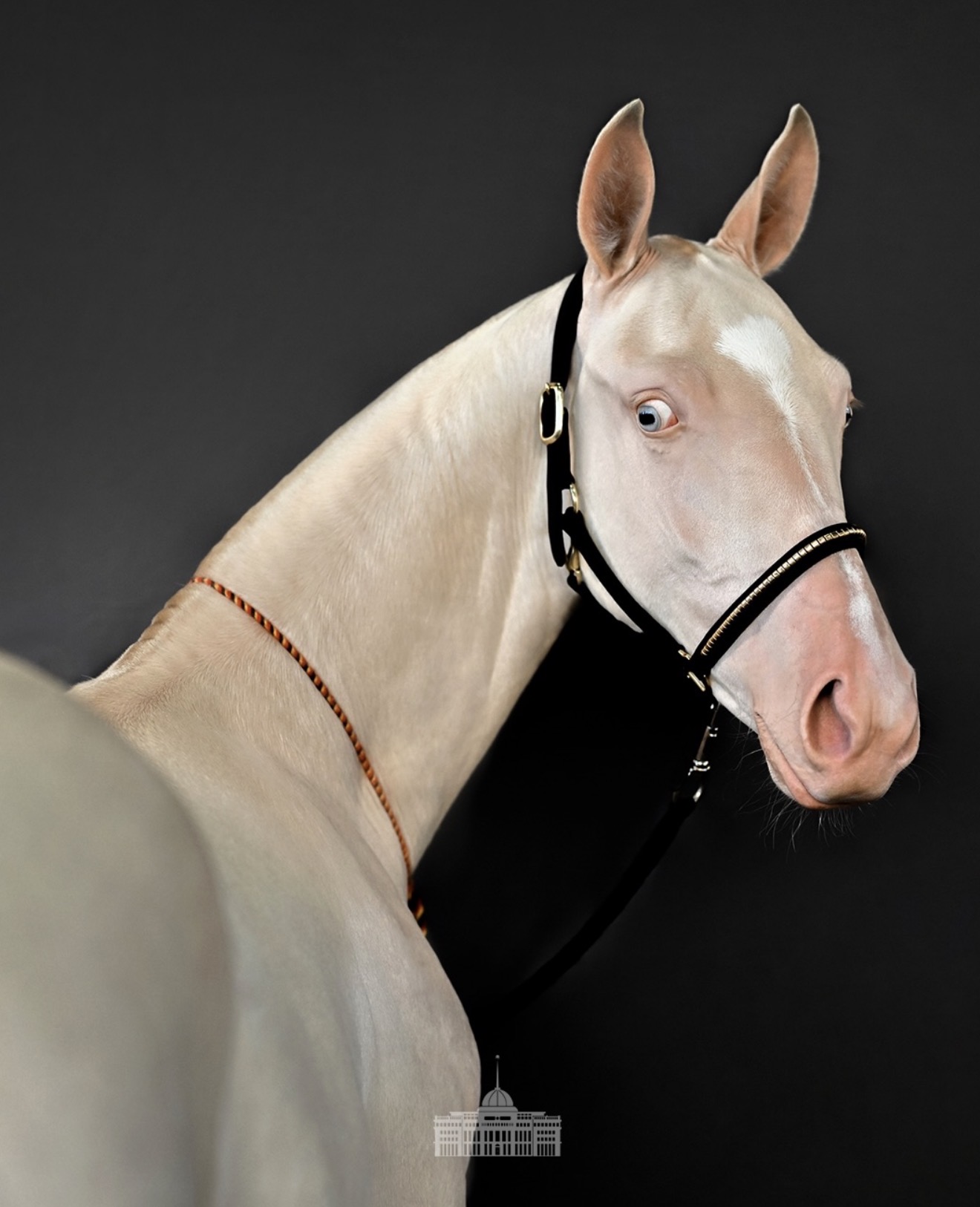 Rare Akhal-Teke Filly as Living Symbol of Kazakhstan’s Nomadic Heritage