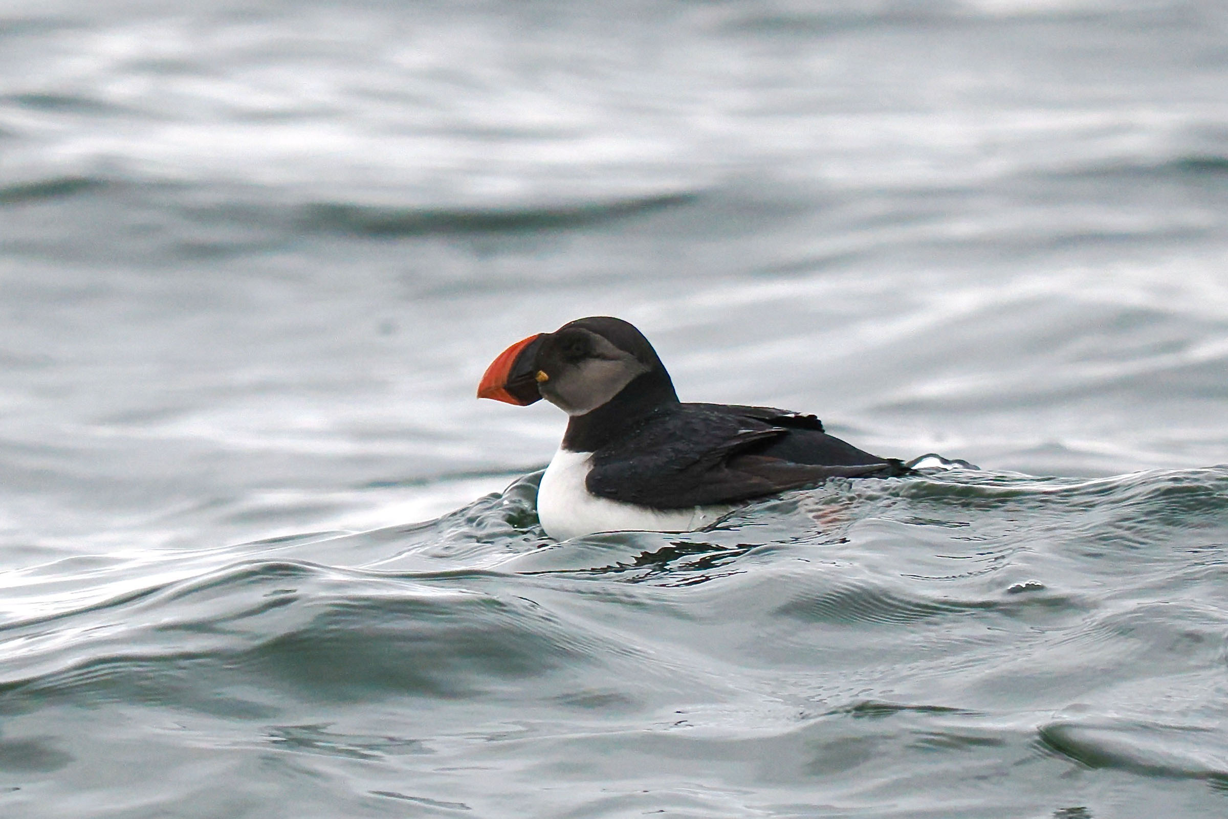 Rare Atlantic puffin sighted near New Hampshire Star Island