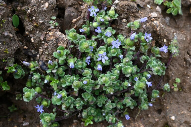 Rare alpine herb confirmed in India after 158 years