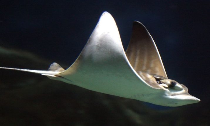 Rare critically endangered eagle ray spotted in Croatian Adriatic amid unusual sightings