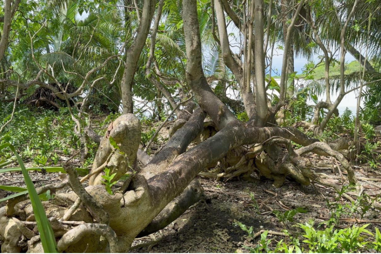 Rare fungi help restore Palmyra Atoll rainforests, new study finds. Here’s how