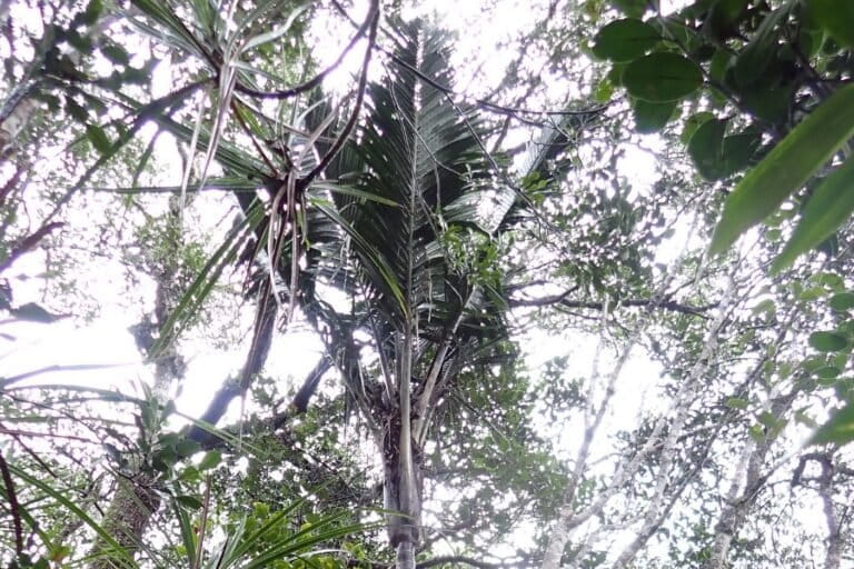 Rare palm tree rediscovered in Madagascar after nearly 100 years