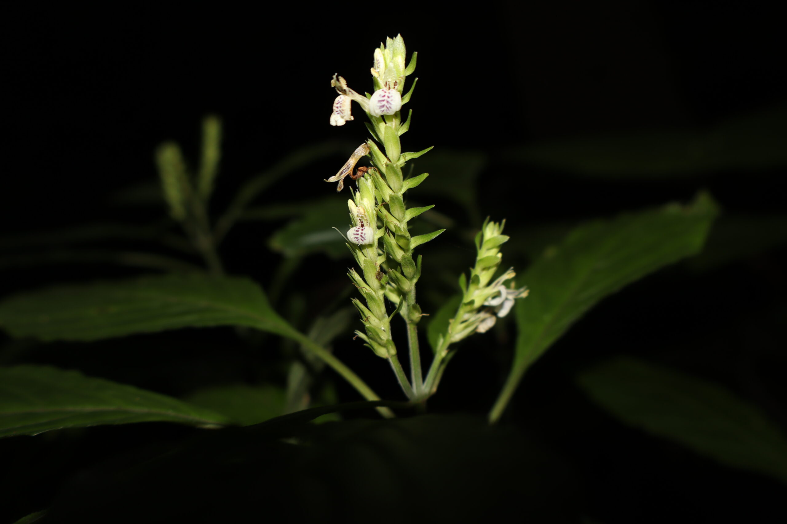 Rare plant rediscovered after 180 years
