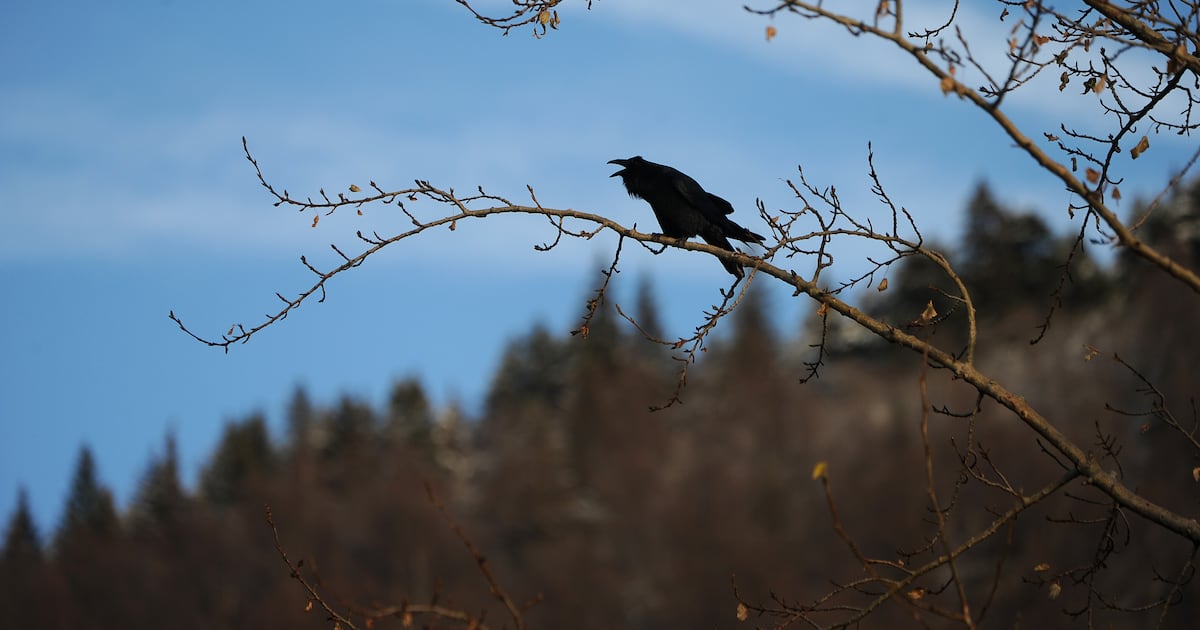 Raven causes Girdwood to lose power, Chugach Electric says