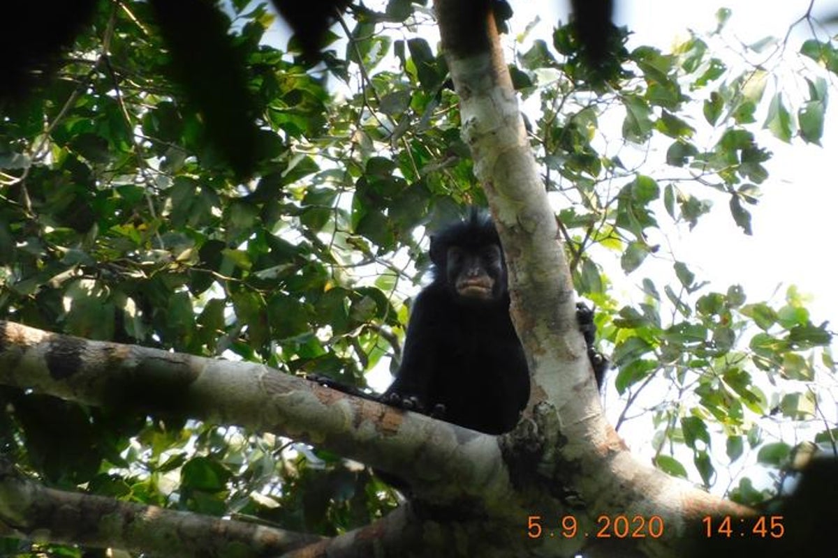 Remarkable new monkey with orange lips and pig-like snort found in Congo
