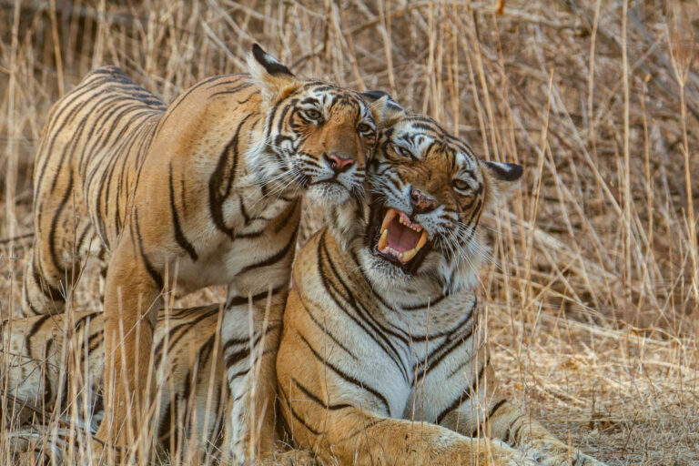 Report reveals Cambodia’s appetite for tigers, rhinos and other endangered wildlife