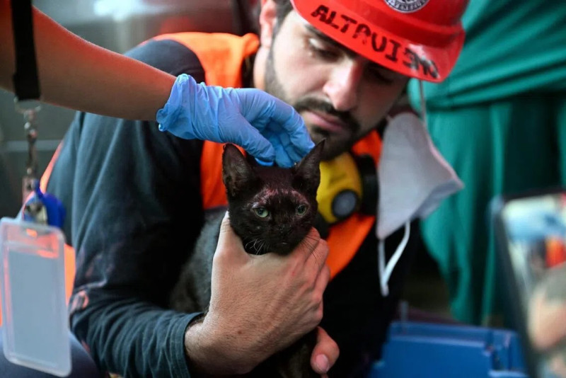 Rescuers find surviving cat buried under Venezuela quake rubble in “ray of hope” moment