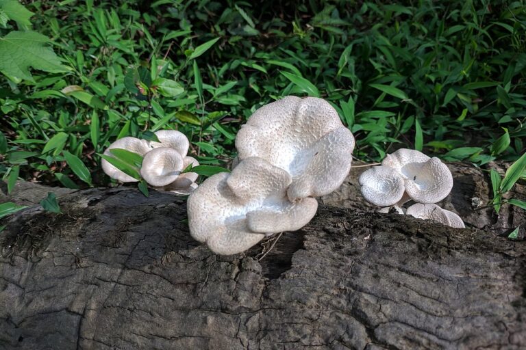 Researchers in Nigeria successfully cultivate wild mushroom in agricultural waste