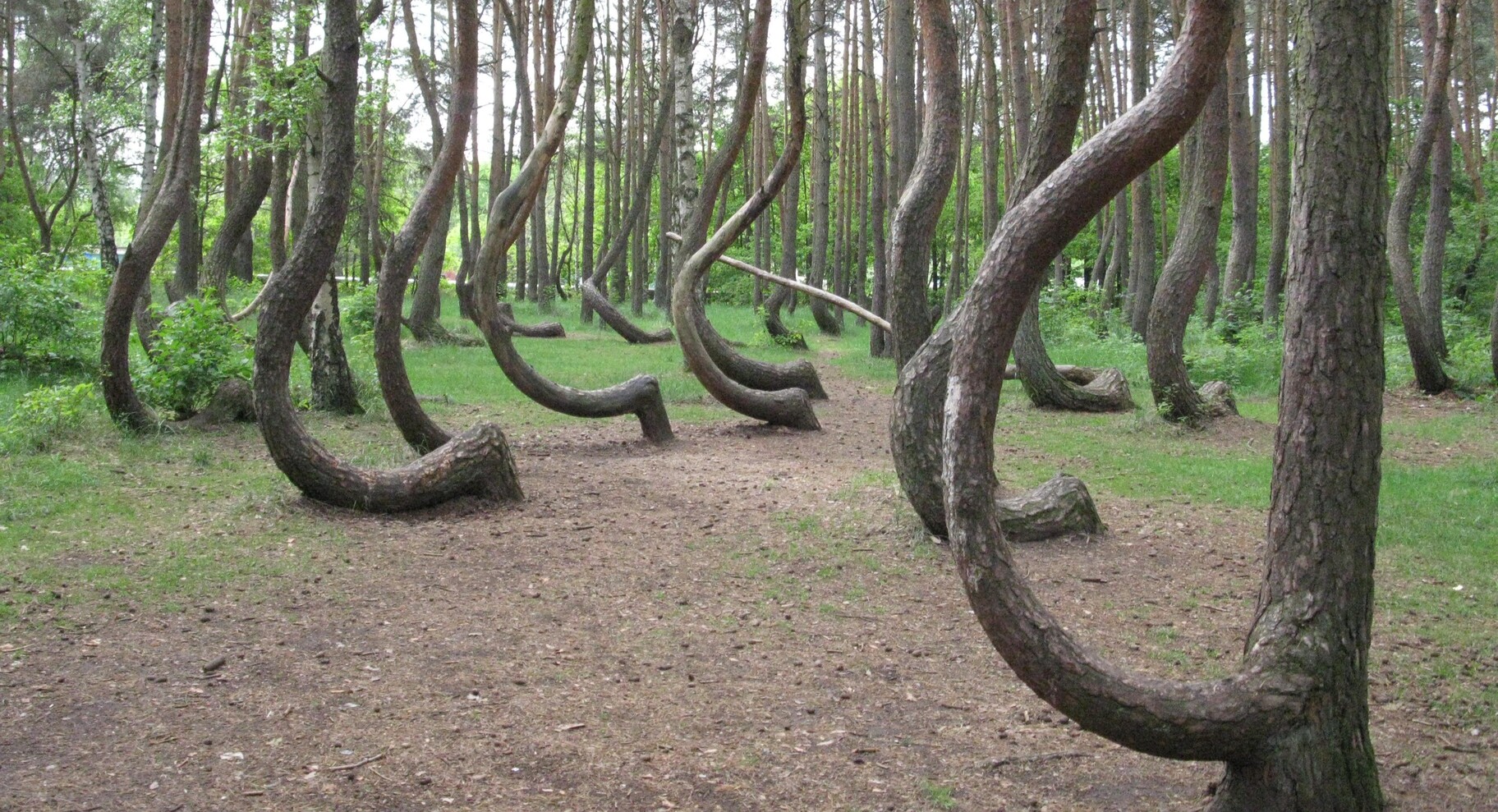 Researchers seek to solve mystery of Poland’s “Crooked Forest” before the trees die out