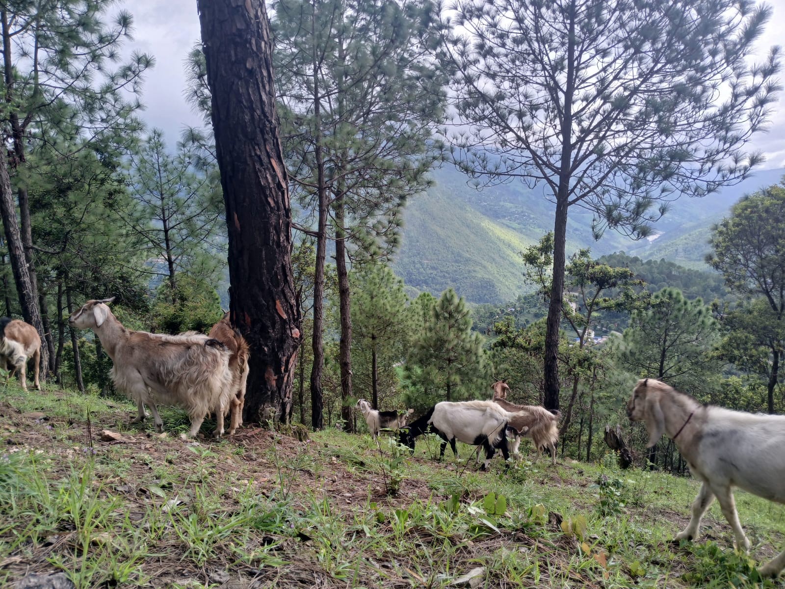 Rethinking grazing in community forests in Nepal