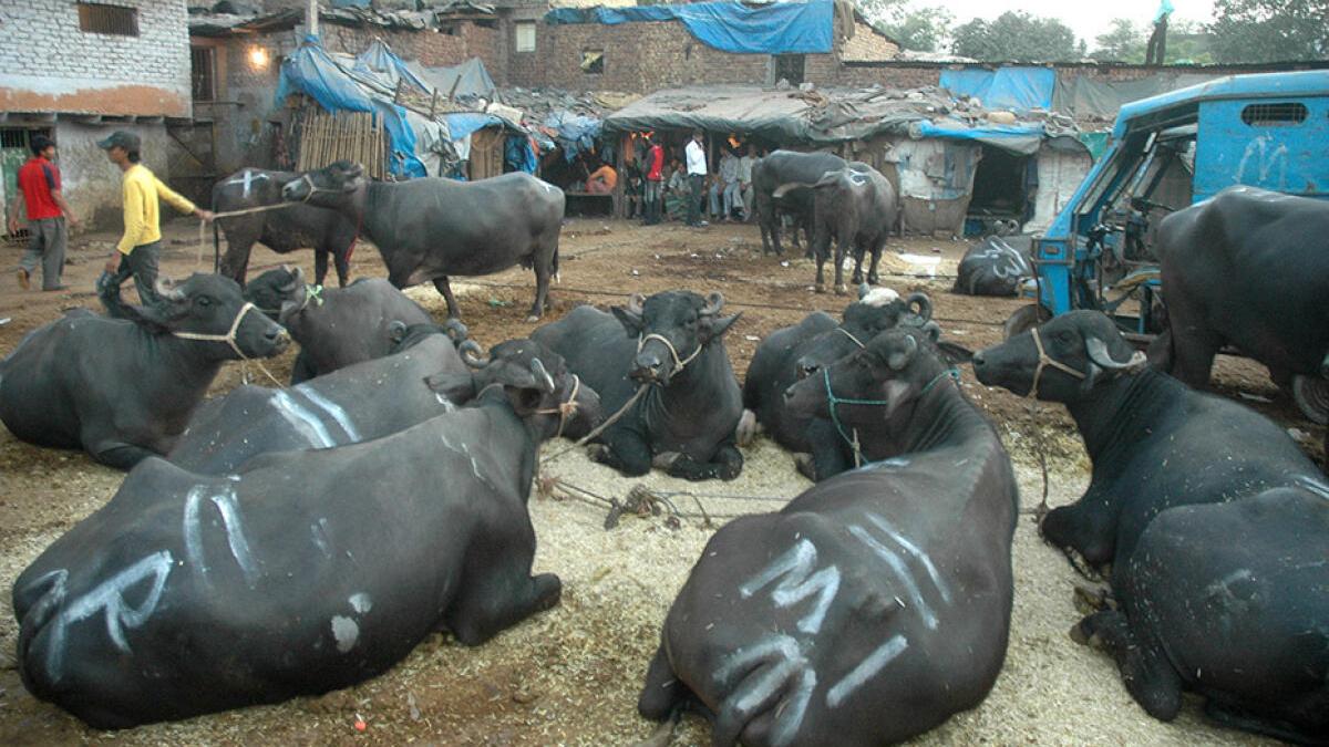 SC stays Madras HC order on Tamil Nadu cow slaughter: Which States have laws?