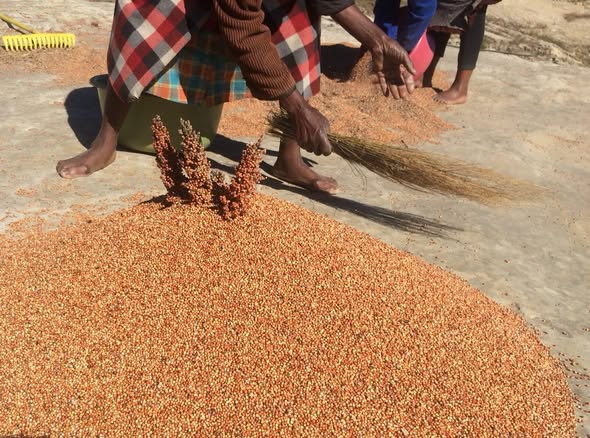 SORGHUM HARVEST ON PROGRESS IN QUTHING