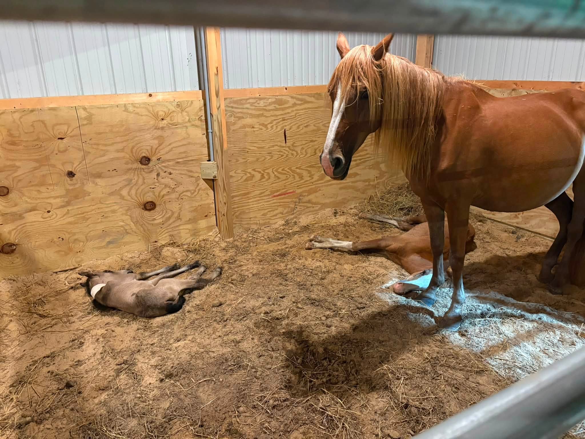 Saltwater Cowboys Monitoring Sick Pony, Abandoned Foal