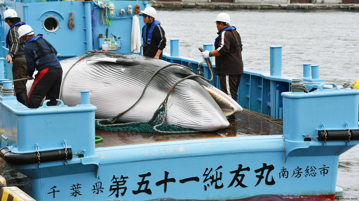 Say no to whale hunting, NGOs urge Antigua & Barbuda’s PM