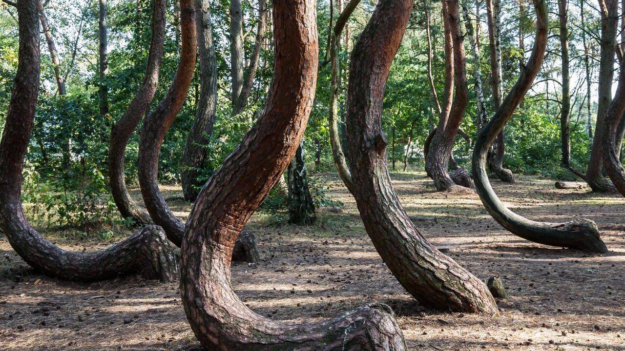 Scientists are racing to solve the mystery of Poland’s 90-year-old Crooked Forest before its bizarre C-shaped pine trees die out forever |