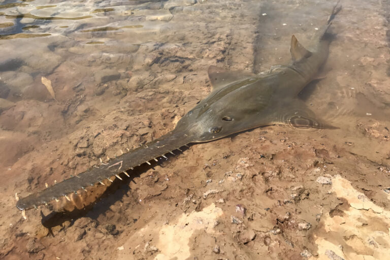 Scientists call on countries to act on ‘forgotten’ sawfish teeth trade