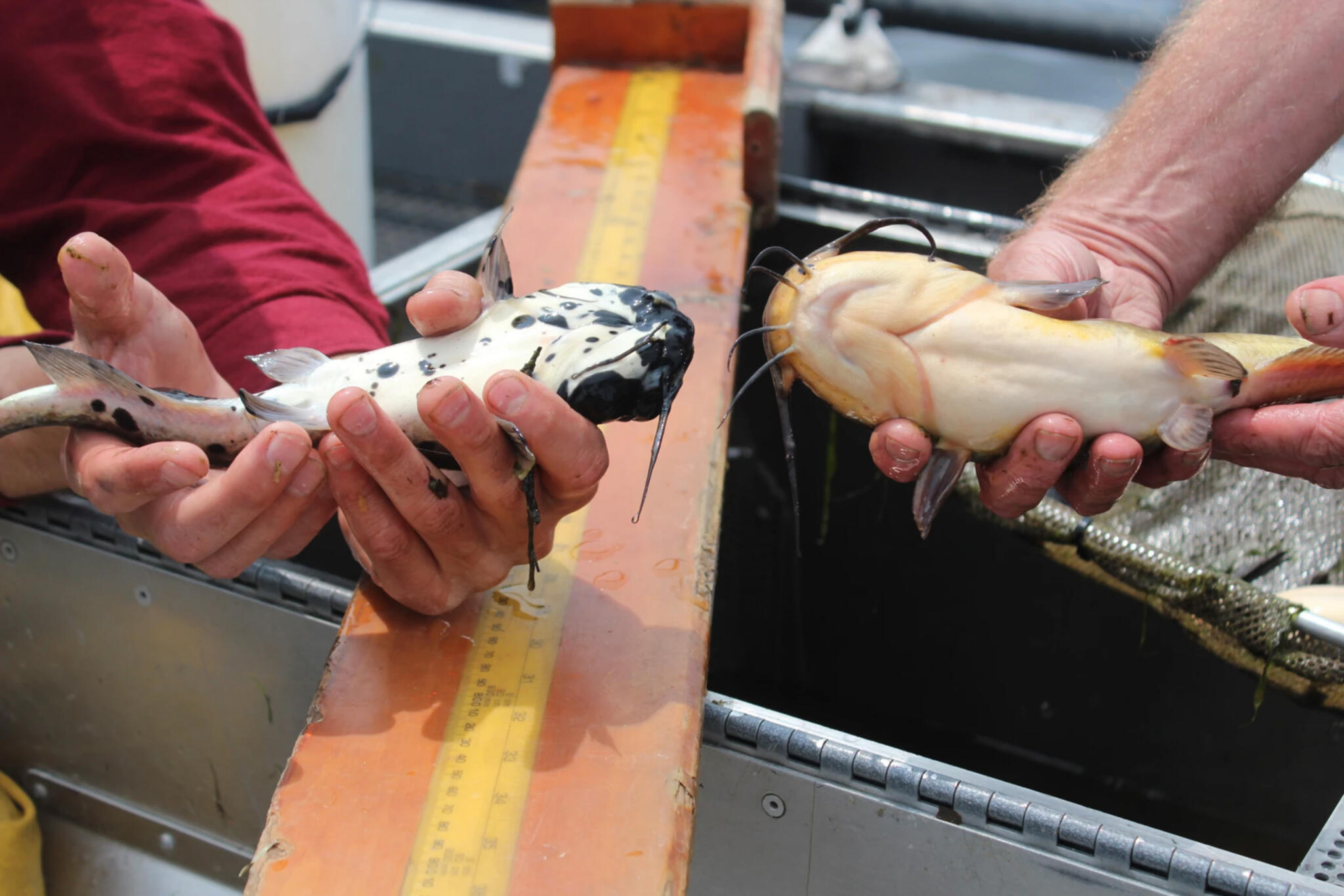 While collecting data at the dock in Newport, Pete Emerson, left, holds up a brown bullhead with melanomas on the left, while a colleague holds up a healthy fish. Both were caught in Lake Memphremagog in May 2023. (Abagael Giles/Vermont Public)
