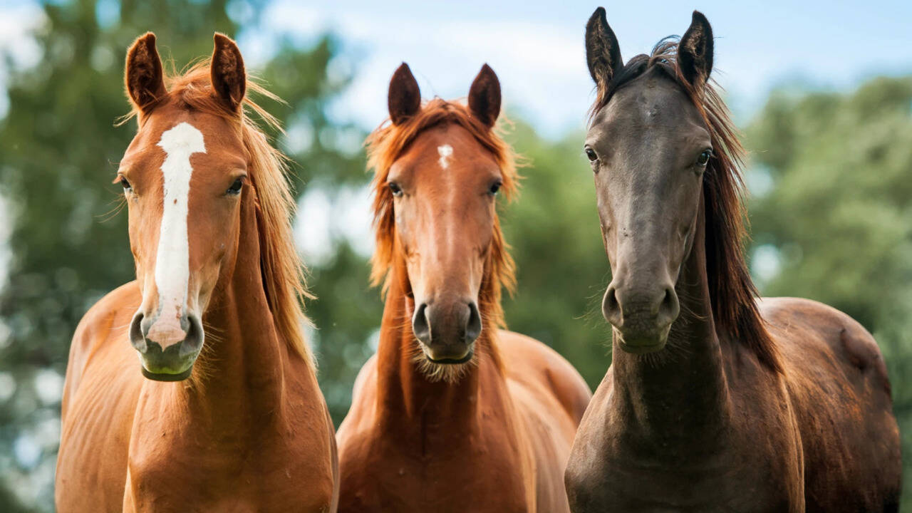 Scientists showed horses silent videos of wolves and found their hearts raced even when they showed no obvious fear, raising new questions for riders and handlers