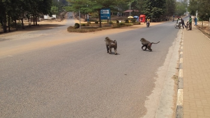 Senate Warns Wildlife Shortage of Food Is Driving Animals Into Communities