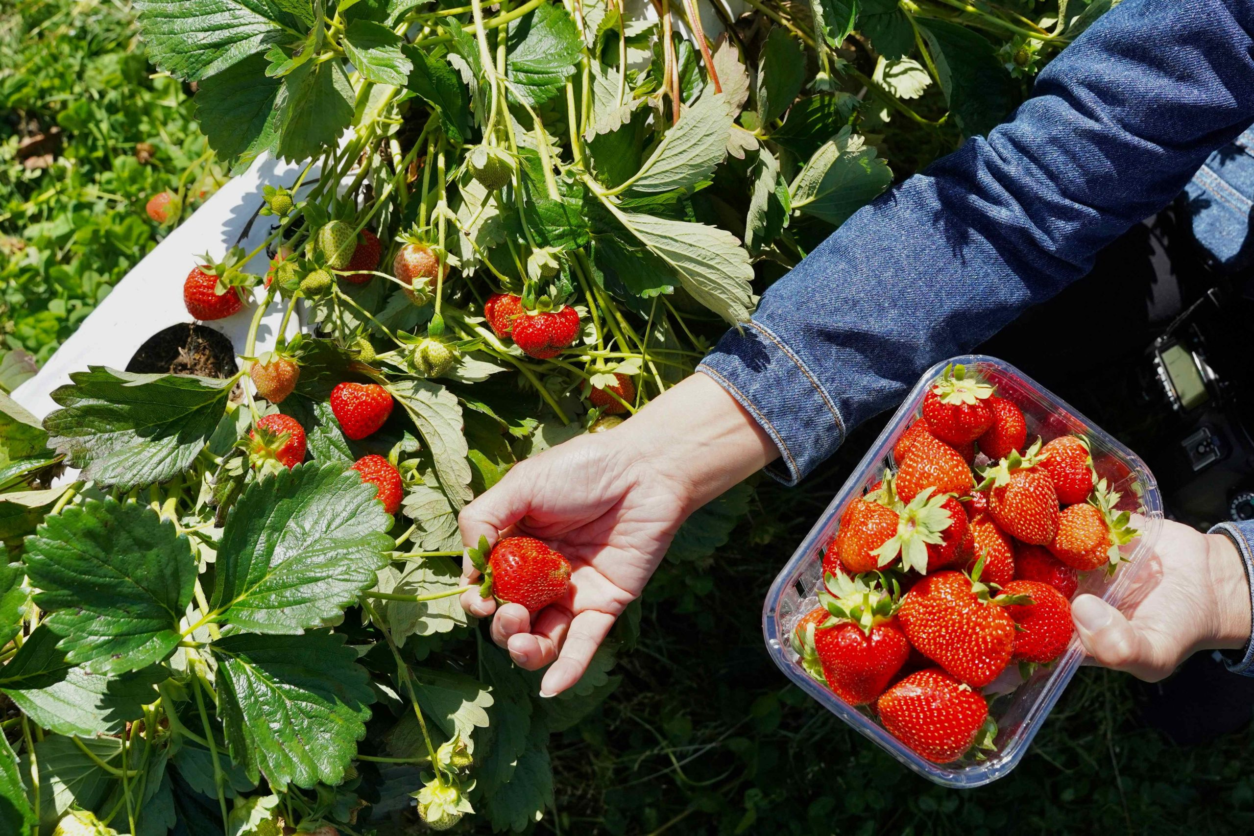 Short-term foreign workers in Estonia - mainly in agriculture