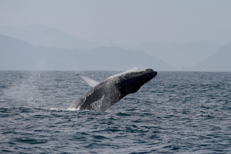 Sightings of humpback whales surge in Rio de Janeiro, fueling demand for whale-watching trips