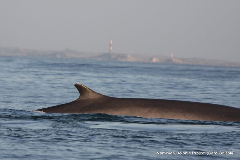 Sightings off Southern Africa suggest blue and fin whales may be rebounding