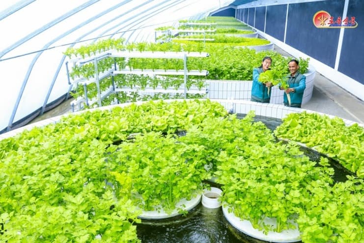 Workers display freshly harvested greens inside a hydroponic greenhouse at the Sinuiju Comprehensive Greenhouse Farm, North Korea, Feb. 28, 2026.
