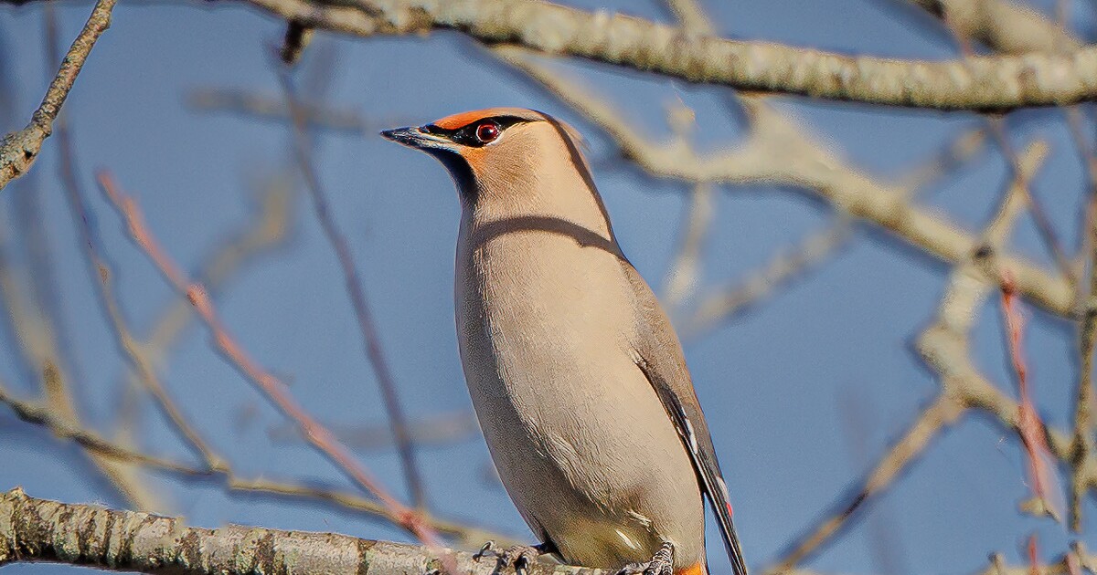 Something Wild: Level up your birding with tips from an extreme birder