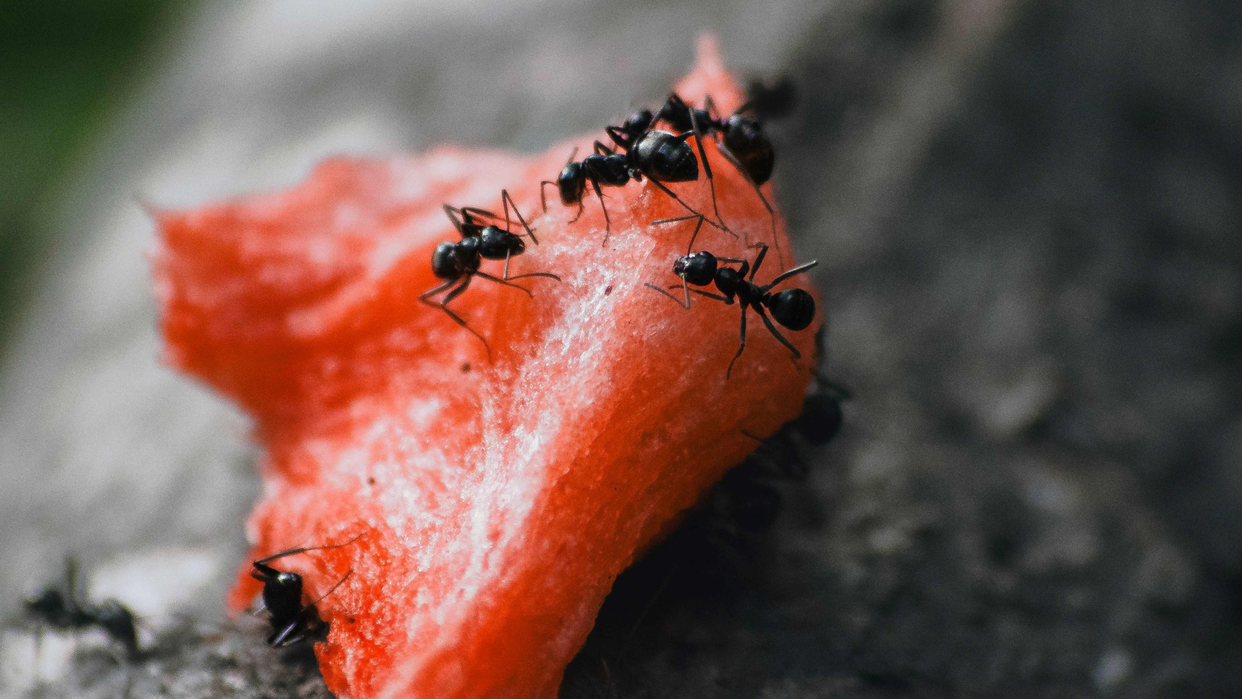 South Korean restaurant owner faces jail for using ants in dessert