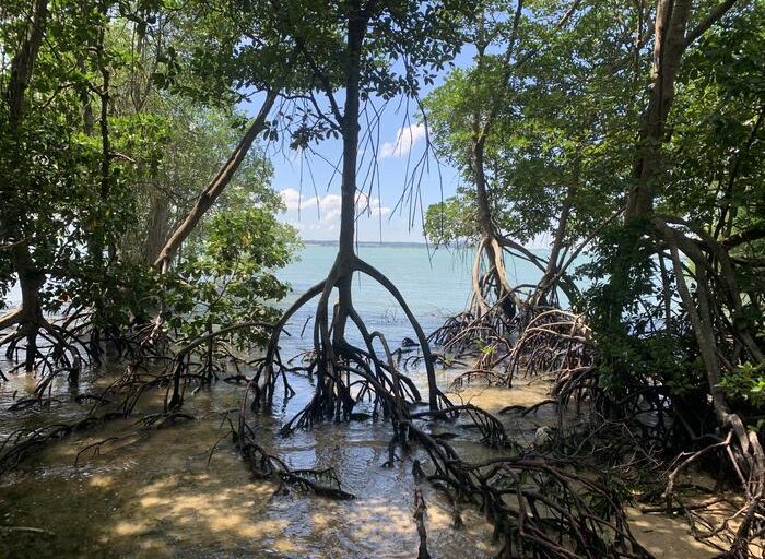 Southeast Asian mangroves shift from historic decline to net growth