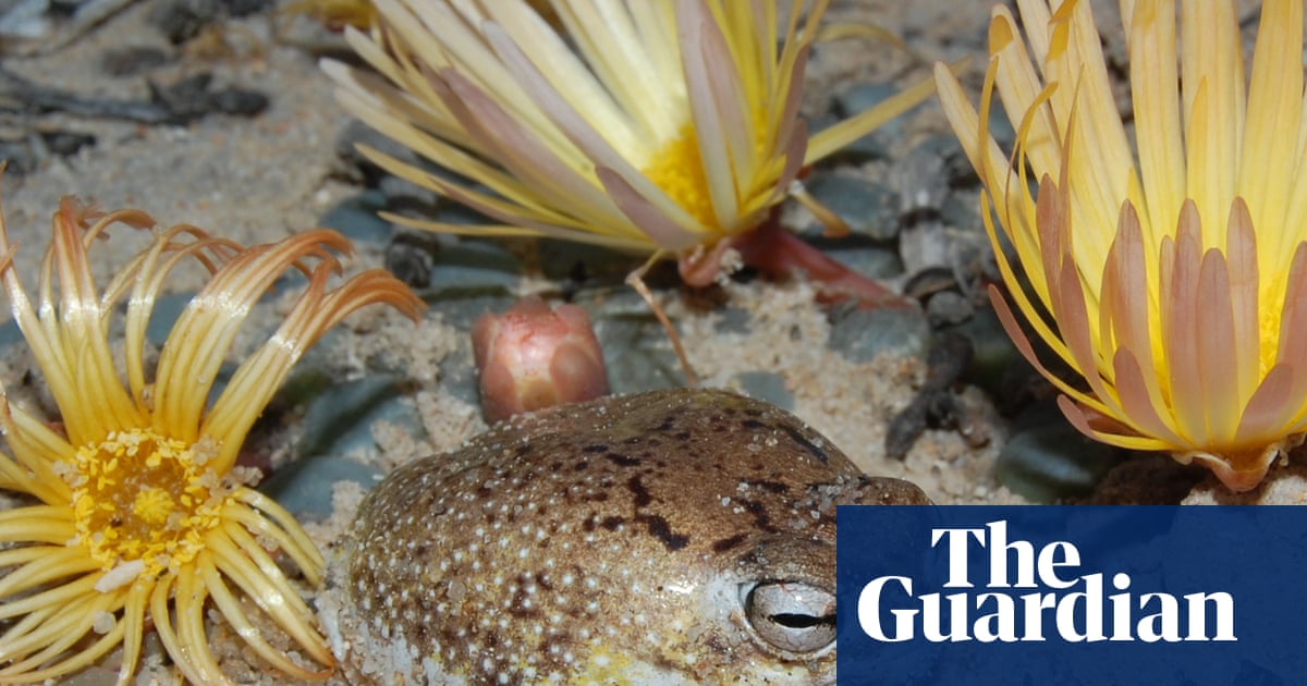 Species’ ingenious survival strategies no match for human destruction, red list reveals | IUCN red list of endangered species