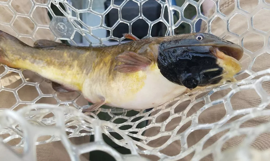 Study: Lesions on Lake Memphremagog Fish Are a Transmissible Form of Cancer